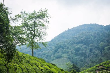 Cameron Highlands, Malezya 'daki çay çiftliği..