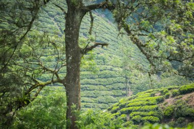 Cameron Highlands, Malezya 'daki çay çiftliği..