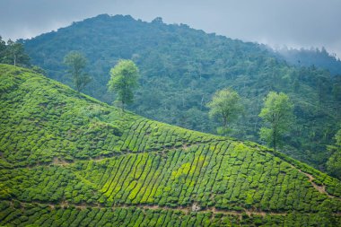 Cameron Highlands, Malezya 'daki çay çiftliği..