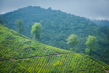 Cameron Highlands, Malezya 'daki çay çiftliği..