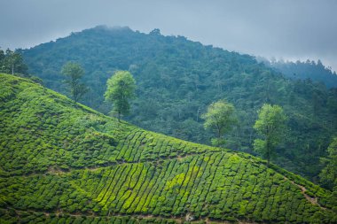 Cameron Highlands, Malezya 'daki çay çiftliği..