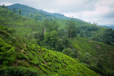 Cameron Highlands, Malezya 'daki çay çiftliği..