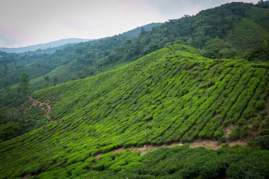 Cameron Highlands, Malezya 'daki çay çiftliği..