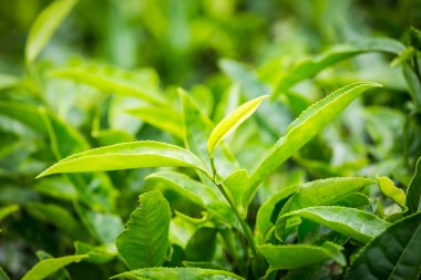 Cameron Highlands, Malezya 'daki çay çiftliği..