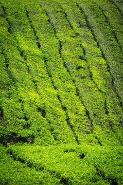 Cameron Highlands, Malezya 'daki çay çiftliği..