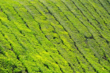 Cameron Highlands, Malezya 'daki çay çiftliği..