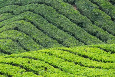Cameron Highlands, Malezya 'daki çay çiftliği..