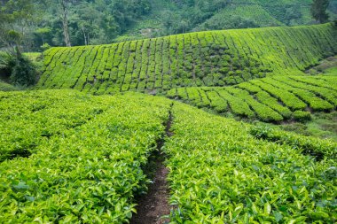 Cameron Highlands, Malezya 'daki çay çiftliği..