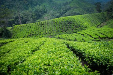 Cameron Highlands, Malezya 'daki çay çiftliği..