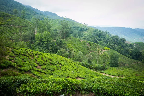 Plantation de thé dans les hauts plateaux de caméron, Malaisie. — Photo