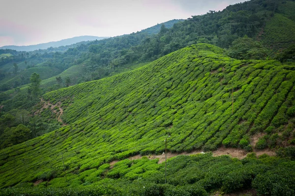 Teeplantage im Hochland von Kamerun, Malaysia. — Stockfoto