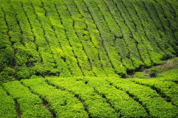 Чайная плантация в Кэмероне, Малайзия. — стоковое фото