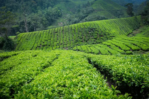 Plantation de thé dans les hauts plateaux de caméron, Malaisie. — Photo