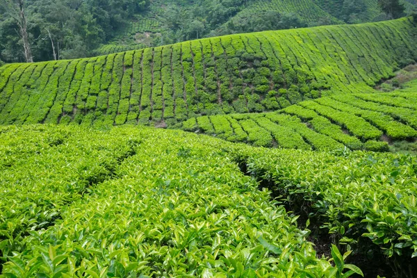 Cameron Highlands, Malezya 'daki çay çiftliği..