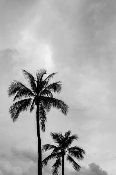 Hindistan cevizi ağacı.