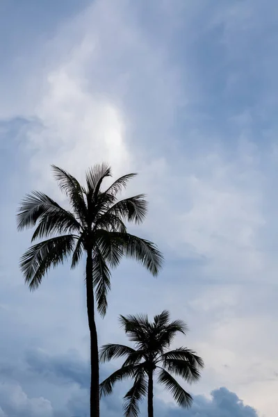Kokosnöt träd. — Stockfoto
