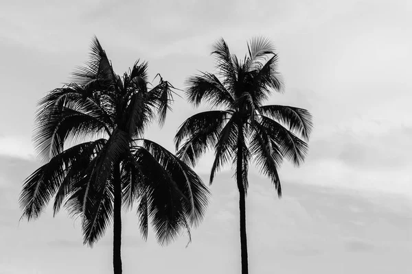 Árbol de coco . — Foto de Stock