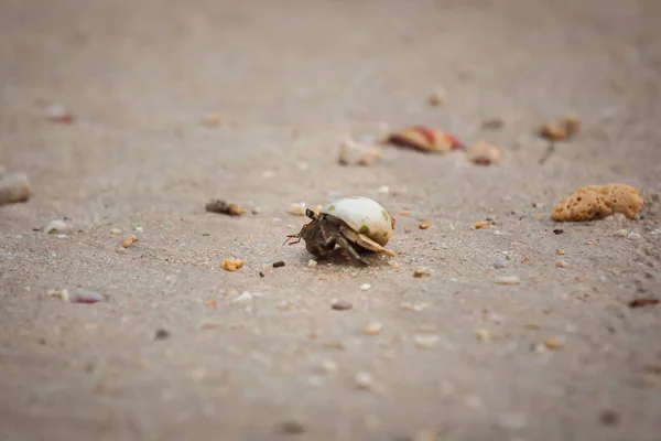 Cangrejo ermitaño en la playa de arena . — Foto de Stock