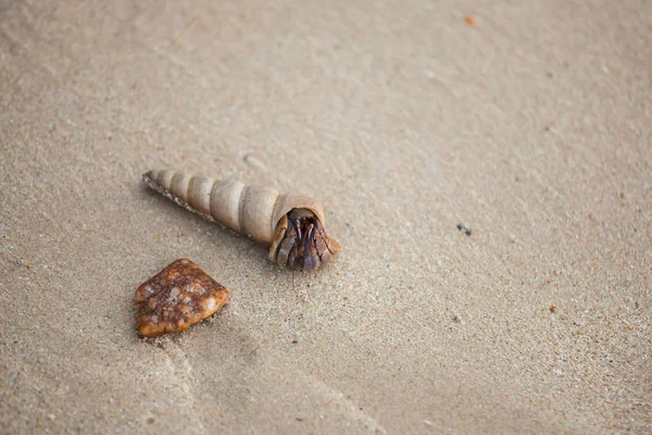 Hermit  crab on sand beach. — Stock Photo, Image