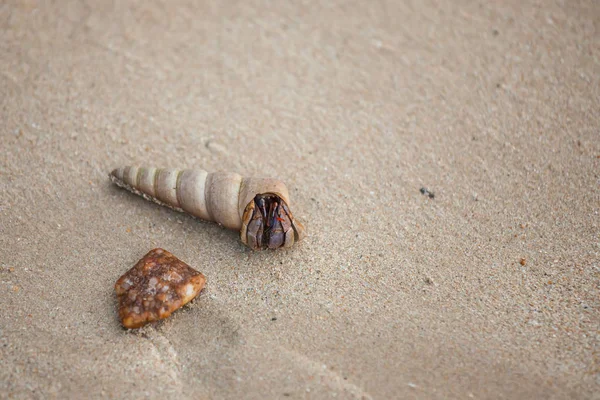 Caranguejo eremita na praia de areia . — Fotografia de Stock