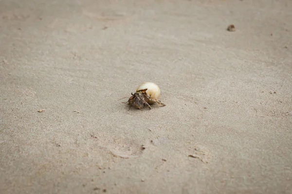 Heremietkreeften op zand strand. — Stockfoto