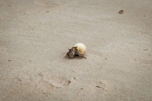 Heremietkreeften op zand strand. — Stockfoto