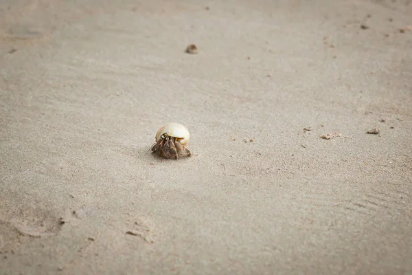 Krab poustevník na písečné pláži. — Stock fotografie