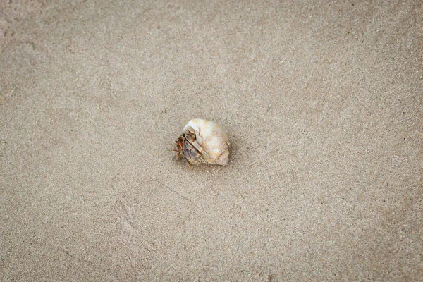 Granchio eremita sulla spiaggia di sabbia . — Foto Stock