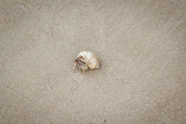 Krab poustevník na písečné pláži. — Stock fotografie