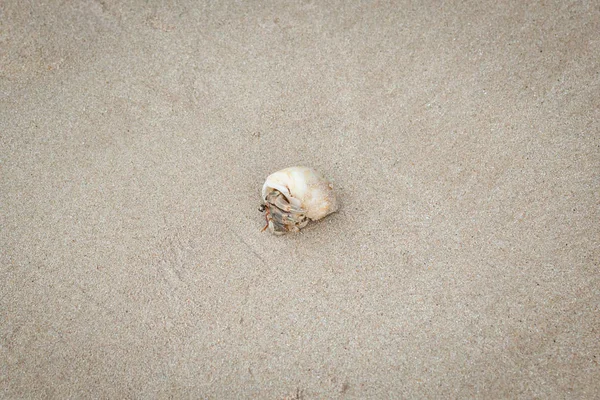 Heremietkreeften op zand strand. — Stockfoto