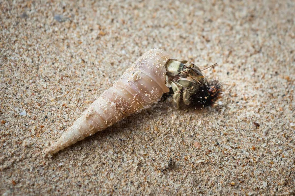 Heremietkreeften op zand strand. — Stockfoto