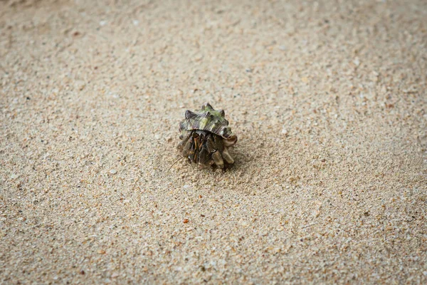 Krab poustevník na písečné pláži. — Stock fotografie