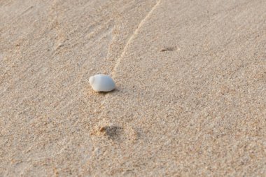 Mini yengeç, Andaman Denizi 'ndeki kumsalda keşiş yengeci. (Seçici Odaklanma)