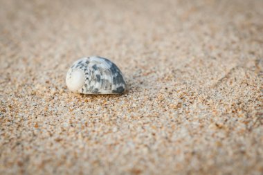 Mini yengeç, Andaman Denizi 'ndeki kumsalda keşiş yengeci. (Seçici Odaklanma)