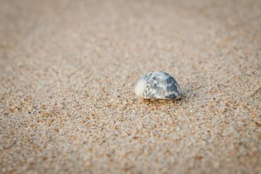 Mini yengeç, Andaman Denizi 'ndeki kumsalda keşiş yengeci. (Seçici Odaklanma)