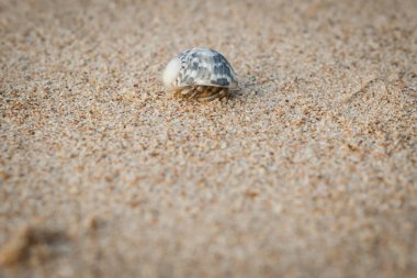 Mini yengeç, Andaman Denizi 'ndeki kumsalda keşiş yengeci. (Seçici Odaklanma)