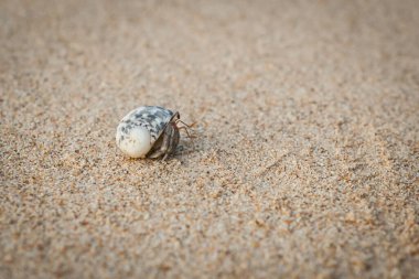 Mini yengeç, Andaman Denizi 'ndeki kumsalda keşiş yengeci. (Seçici Odaklanma)