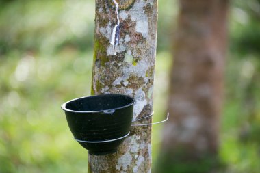 Lastik bir ağaçtan lateks çıkarıyorum. Tayland (Seçici Odaklanma)