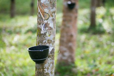 Lastik bir ağaçtan lateks çıkarıyorum. Tayland (Seçici Odaklanma)