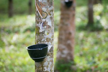 Lastik bir ağaçtan lateks çıkarıyorum. Tayland (Seçici Odaklanma)