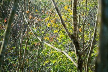 Kauçuk fidanlığında kauçuk ağaçlar Sabah.