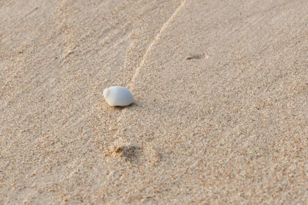 Mini Krabbe Einsiedlerkrabbe Sandstrand Der Andamanensee Selektiver Fokus — Stockfoto