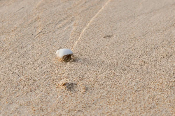 小螃蟹 隐居蟹在安达曼海沙滩上 选择性焦点 — 图库照片