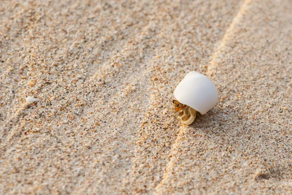 Mini Caranguejo Caranguejo Eremita Praia Areia Mar Andamão Foco Seletivo — Fotografia de Stock