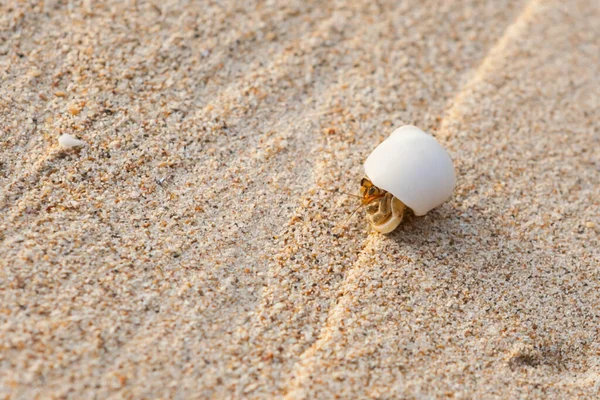 Mini Krab Krab Poustevník Písečné Pláži Andamanském Moři Selektivní Zaměření — Stock fotografie