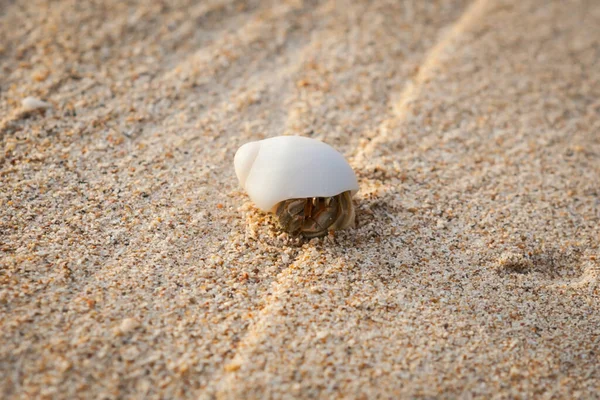 Mini Krab Krab Poustevník Písečné Pláži Andamanském Moři Selektivní Zaměření — Stock fotografie