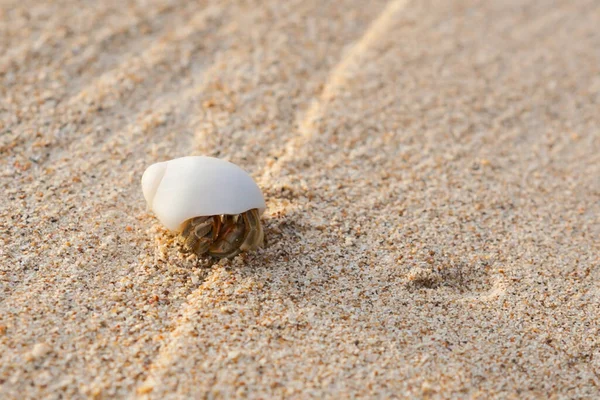 ミニカニ アンダマン海の砂のビーチでハーミットカニ 選択的焦点 — ストック写真