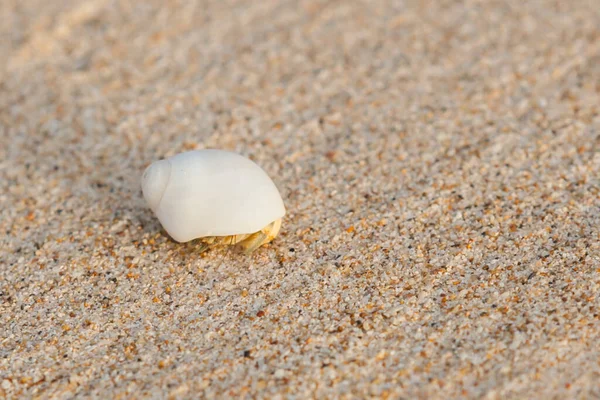 Mini Yengeç Andaman Denizi Ndeki Kumsalda Keşiş Yengeci Seçici Odaklanma — Stok fotoğraf