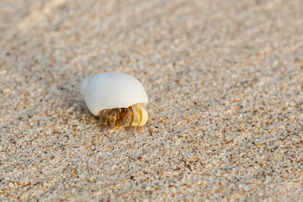 Mini Caranguejo Caranguejo Eremita Praia Areia Mar Andamão Foco Seletivo — Fotografia de Stock