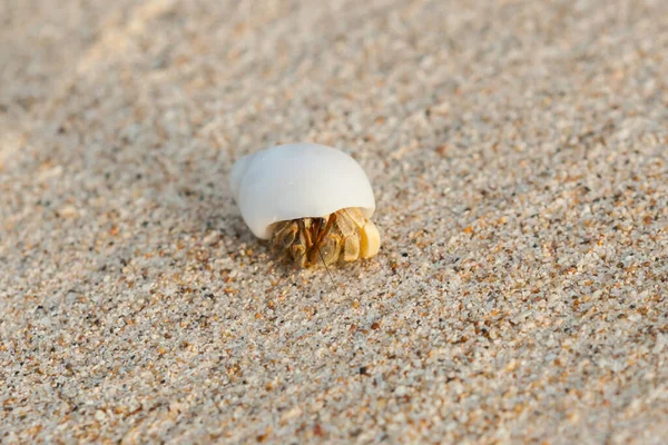 Mini Caranguejo Caranguejo Eremita Praia Areia Mar Andamão Foco Seletivo — Fotografia de Stock